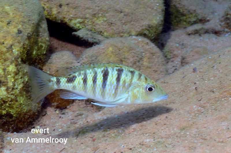 Jabarichromis pfefferi 'Kigoma North'